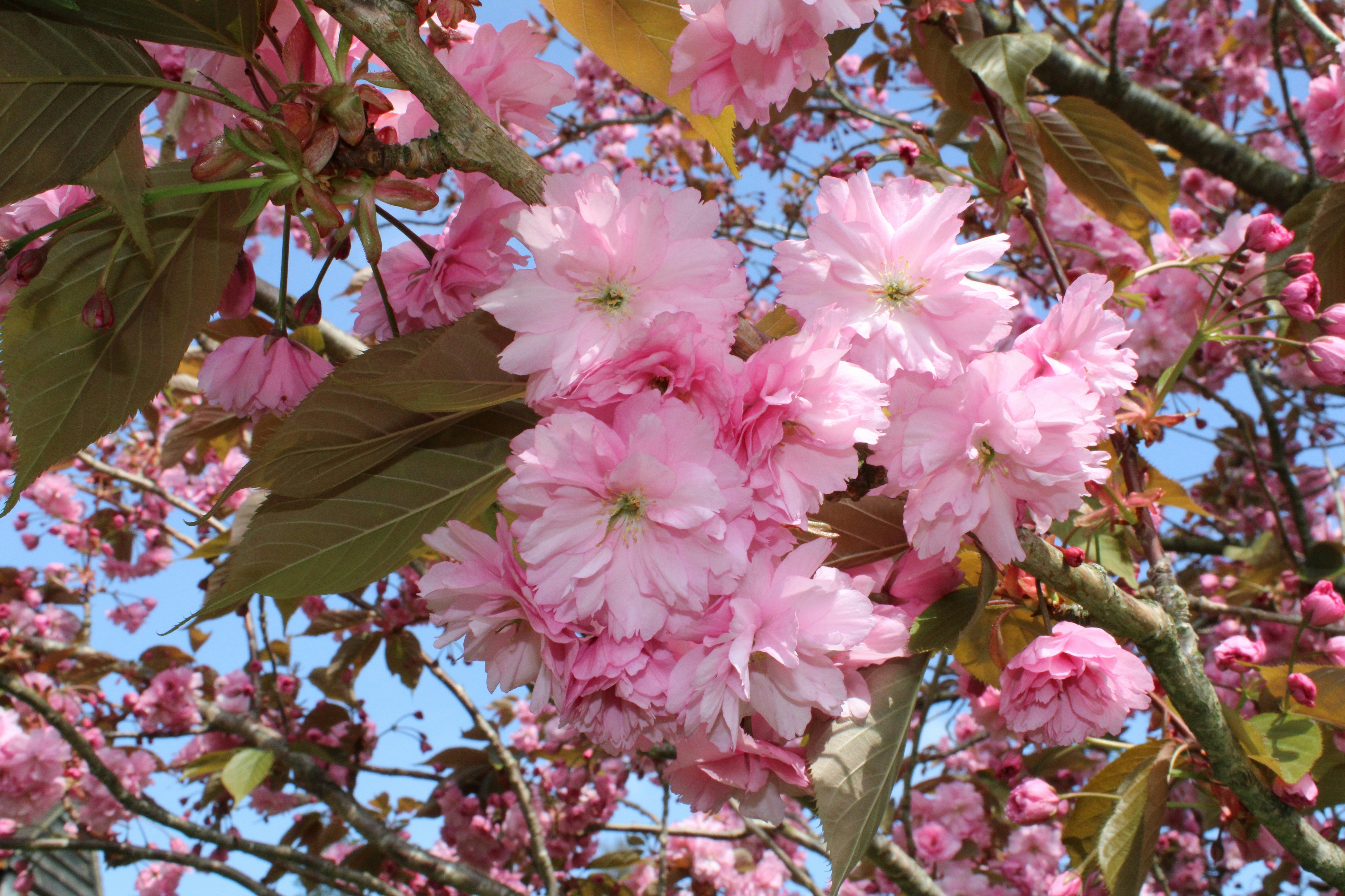 DISCOVER HARROGATE'S CHERRY BLOSSOMS & TIMELESS BRIDAL JEWELLERY